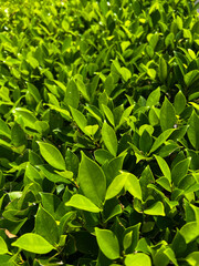 Close-up of vibrant green leaves illuminated by sunlight, creating a fresh natural texture background with soft shadows