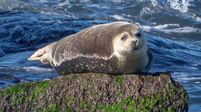 Harbor Seals on the rocks and swimming at the fourth island of the Chesapeake Bay Bridge Tunnel in Virginia Beach Virginia
