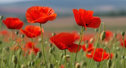 Naklejka premium Beautiful red poppies blooming in a field under the open sky