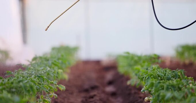Greenhouse Seedling Rows With Drip Irrigation In Organic Farm Soil Close Up For Sustainable Agriculture, Farmer watering young plants