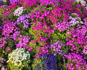 Fototapeta premium Dense field of multi-colored Cineraria blooms creating a vibrant floral texture.