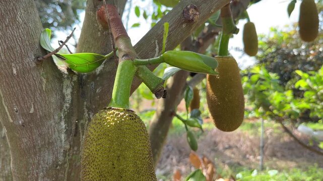 Jackfruit of different sizes grows on a branch with trees and cultivated ground extending across a productive tropical fruit garden. Agricultural production.
