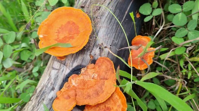 Orange Pycnoporus Mushrooms Growing on Decaying Log in Nature. 4k Video