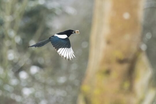 A flying magpie (Pica pica) with a nut in its beak in front of a blurred background with trees and snow, Hesse, Germany