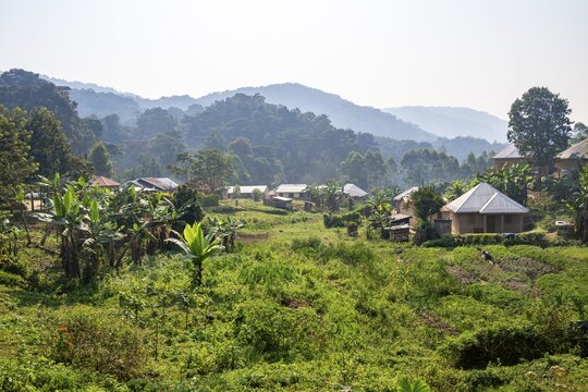 Small village nestled between green hills, on the edge of the Bwindi Impenetrable Forest, Rushaga, Uganda