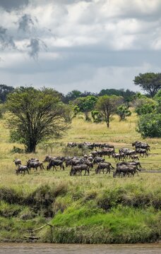 Wildebeest (Connochaetes taurinus), migrating herd of wildebeest at the Mara River, safari vehicle behind, Great Migration, Serengeti National Park, Tanzania