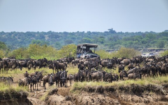 Wildebeest (Connochaetes taurinus), migrating wildebeest herd, safari vehicle behind, Great Migration at the Mara River, Serengeti National Park, Tanzania
