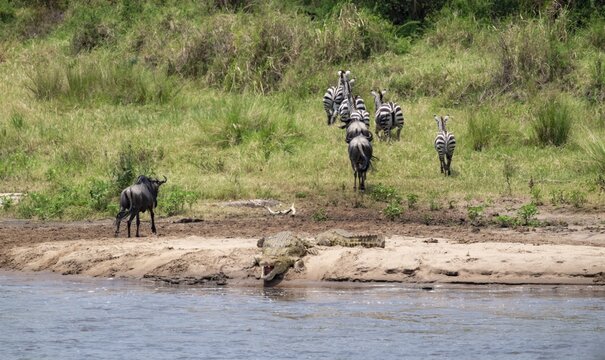 Steppe zebras (Equus quagga) and wildebeest (Connochaetes taurinus) after crossing the river, crocodile (Crocodylus niloticus) lying in wait on the banks of the Mara River, Great Migration, Serengeti National Park, Tanzania