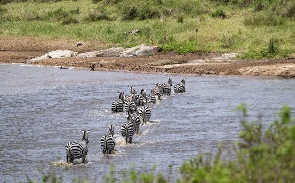 Steppe zebras (Equus quagga) crossing the Mara River, Great Migration, Serengeti National Park, Tanzania