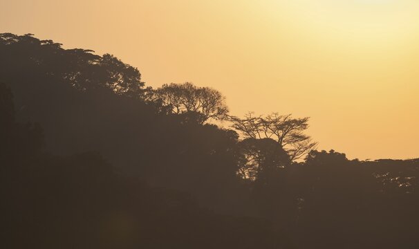 Hill with dense mountain rain forest, silhouette of trees at sunset, Bwindi Impenetrable Forest National Park, Rushaga, Uganda