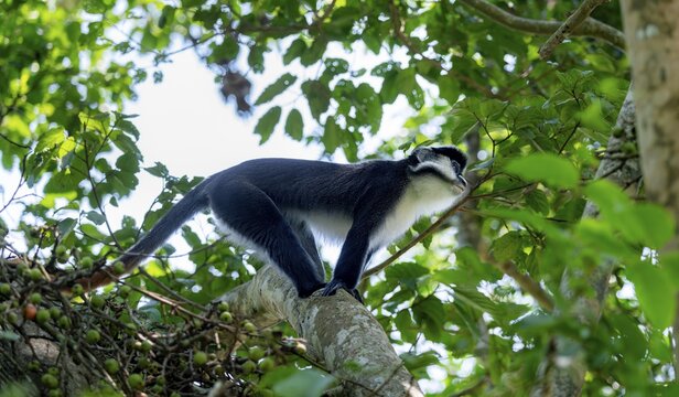 Red-tailed guenon or Congo white-nosed guenon (Cercopithecus ascanius schmidti), Bigodi, Western Region, Uganda