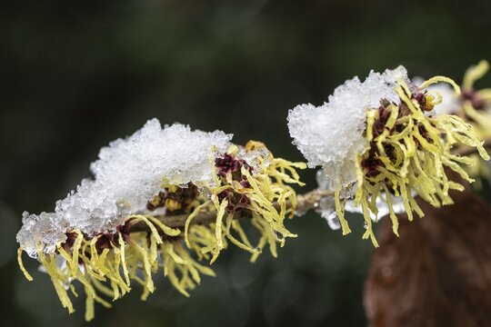 Witch hazel (Hamamelis mollis Pallida), Emsland, Lower Saxony, Germany