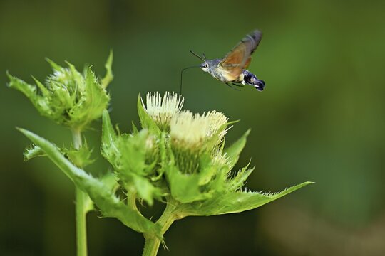 Dove's tail (Macroglossum stellatarum), flies on the flower of cabbage thistle (Cirsium oleraceum), Meienberg, Canton Aargau, Switzerland
