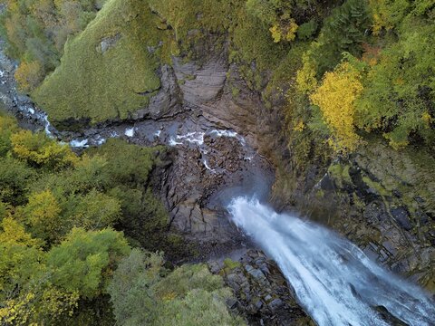 Autumn-coloured sycamore maple (Acer pseudo plantanus), at the Diesbach waterfall, Canton Glarus, Switzerland