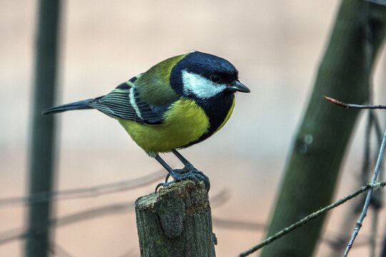 Great tit (Parus major), sitting on a branch, Baden-W&uuml;rttemberg, Germany