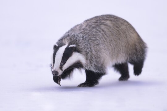 European badger (Meles meles), running in a snowy landscape, Swabian Alb biosphere reserve, Baden-W&uuml;rttemberg, Germany