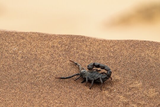 Black scorpion (Parabuthus villosus) running across sand, Namib Desert near Swakopmund, Namibia