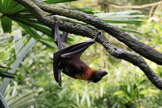 Kalong flying fox (Pteropus vampyrus), adult, climbing, in sleeping tree, during the day, Singapore, Southeast Asia