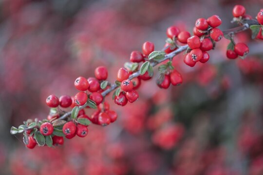 Fan-shaped cotoneaster (Cotoneaster horizontalis), Emsland, Lower Saxony, Germany