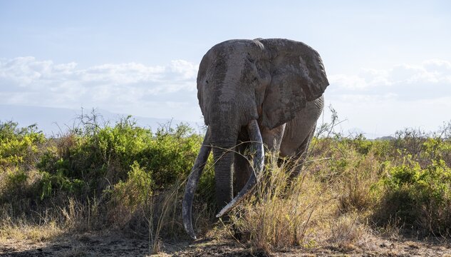 African elephant (Loxodonta africana), the famous Super Tusker elephant Craig, old male with long tusks, Kajiado County, Kenya