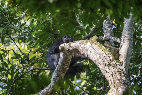 Chimpanzee (Pan Troglodytes), adult male feeding in the treetop in the jungle, Murchison Falls National Park, Uganda