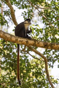 Red-tailed monkeys or Congo white-nosed monkeys (Cercopithecus ascanius schmidti), Kibale National Park, Uganda
