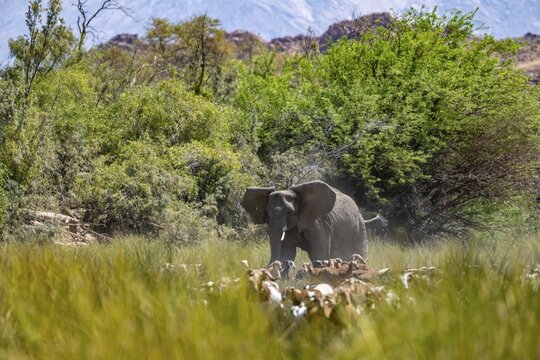 Conflict between livestock and wildlife, herd of goats and desert elephants in the riverbed of the Ugab River, Brandberg, Namibia