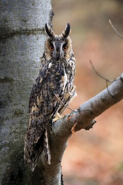 Long-eared owl (Asio otus), adult, on tree, on guard, in autumn, vigilant, &Scaron;umava, Czech Republic
