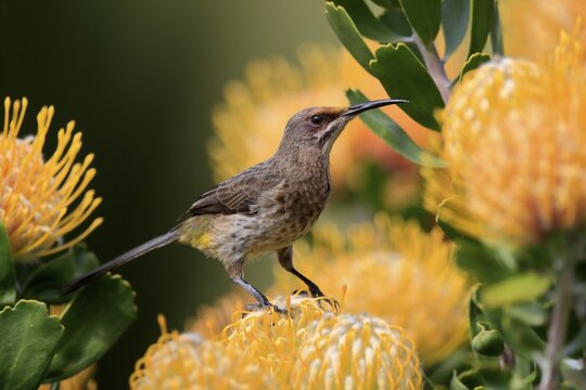 Cape Honeybird (Promerops cafer), adult, female, on flower, Protea, vigilant, Kirstenbosch Botanic Gardens, Cape Town, South Africa