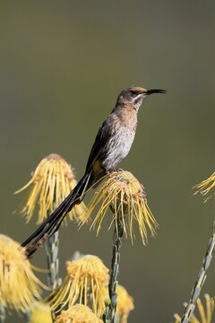 Cape Honeybird (Promerops cafer), adult, male, singing, on flower, Protea, Kirstenbosch Botanical Gardens, Cape Town, South Africa