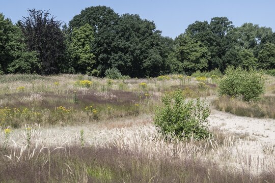 Extensive meadow with St James' ragwort (Senecio jacobaea) and flowering grasses, Emsland, Lower Saxony, Germany