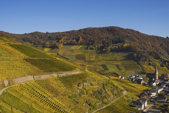 Vineyards in autumn, Mayscho&szlig; with parish church, red wine growing region Ahrtal, red wine of the Pinot Noir and Portugieser grape is grown here, Eifel, Rhineland-Palatinate, Germany