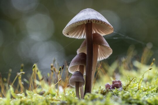Large blood helmet (Mycena haematopus), Emsland, Lower Saxony, Germany