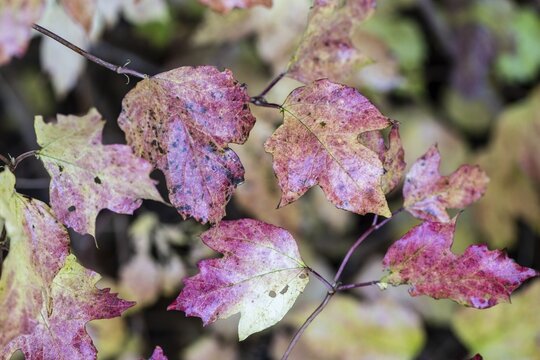 Guelder rose (Viburnum opulus), autumn foliage, Emsland, Lower Saxony, Germany