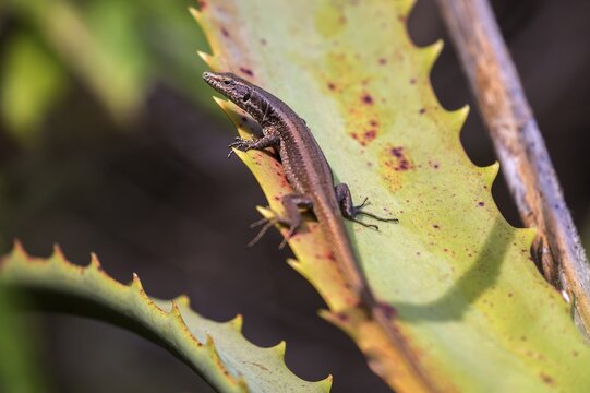 Madeira lizard or madeiran wall lizard (Teira dugesii), endemic, Madeira Island, Portugal