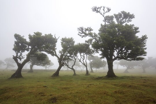 Laurel trees overgrown with moss and plants in the mist, old laurel forest (Laurisilva), stinkwood (Ocotea foetens), UNESCO World Heritage Site, Fanal, Madeira, Portugal