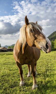 Haflinger horse (Equus ferus caballus) in a pasture, Neuhaus, Bavaria, Germany