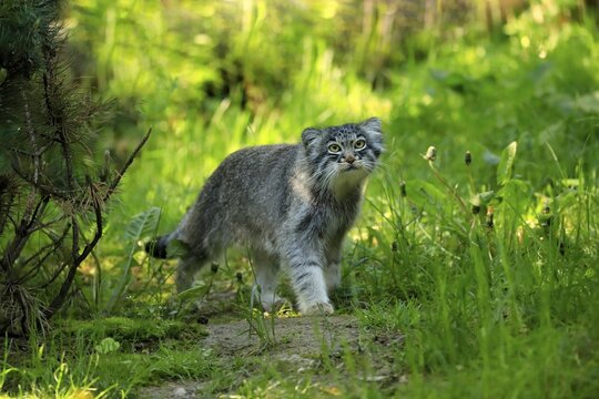 Manul, pallas's cat (Otocolobus manul), adult, alert, stalking, captive