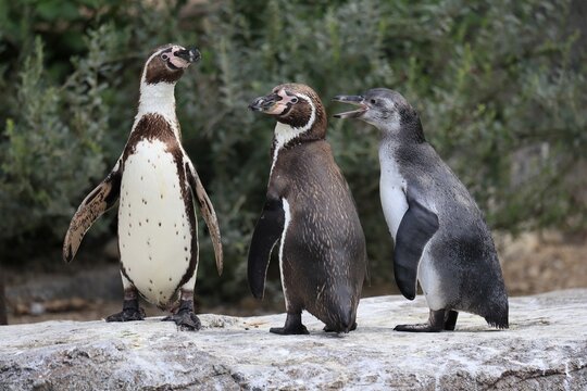 Humboldt penguin (Spheniscus humboldti), Humboldt penguin, adult, semi-adult juvenile, family, three, begging, on land, on rocks, captive, South America