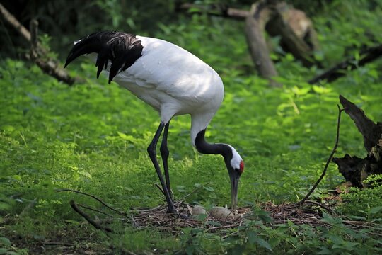 Red-crowned crane (Grus japonensis), adult, at nest, with clutch, captive, China