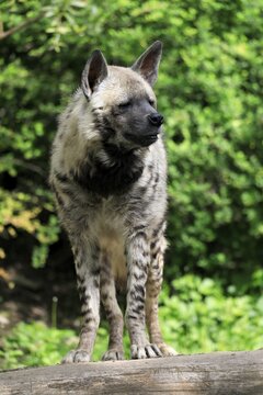 Striped hyena (Hyaena hyaena), adult, alert, captive