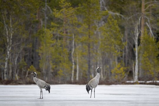 Crane (Grus grus), breeding pair striding across a frozen lake in early spring, Hamra National Park, Dalarna, Sweden, Scandinavia