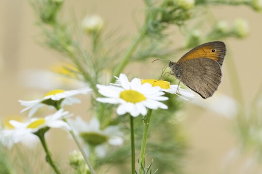 Meadow brown (Maniola jurtina) on flower of daisy, Hesse, Germany