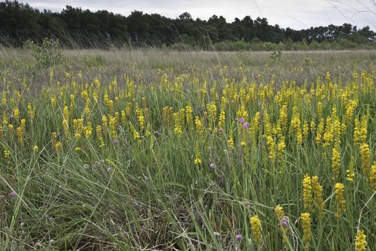 Bog asphodel (Narthecium ossifragum), bog lily, Emsland, Lower Saxony, Germany