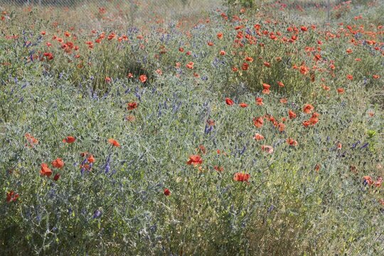 Poppy flowers (Papaver rhoeas) at a gravel pit, Baden-W&uuml;rttemberg, Germany