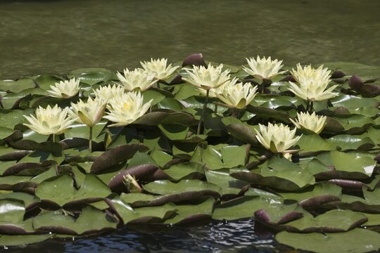 Water lilies (Nymphaea), Luisenpark Mannheim, Rhineland-Palatinate, Germany