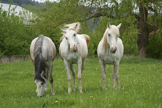 Horses, White horse, Hesse, Germany