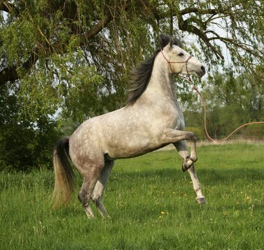 Horse, grey horse climbing, Hesse, Germany