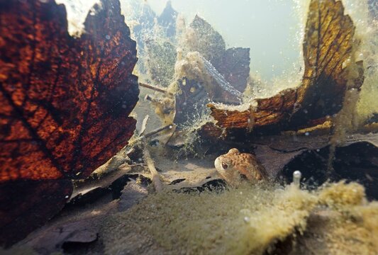 Common toad (Bufo bufo), under water, Hesse, Germany