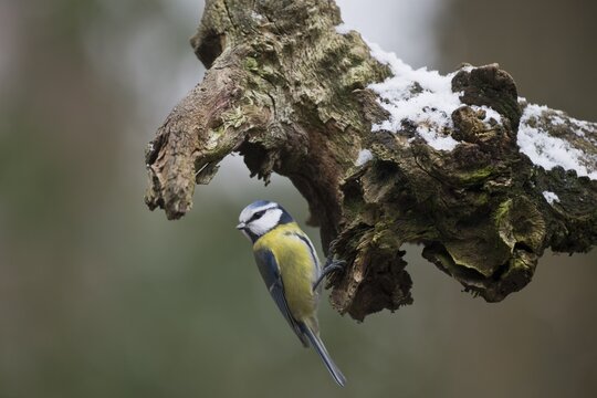 Blue Tit (Parus caerulea), Emsland, Lower Saxony, Germany